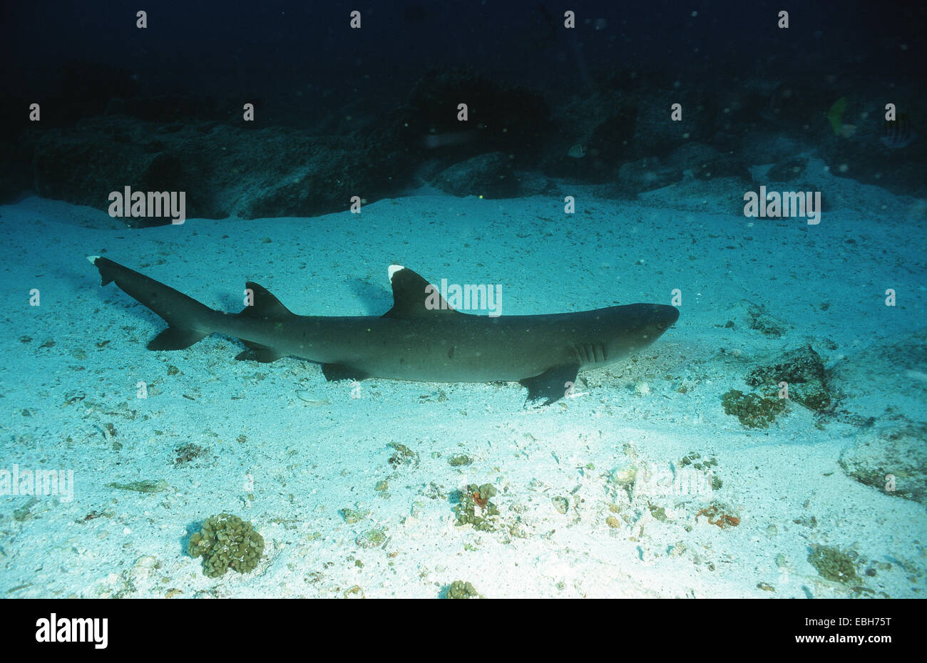 Blunthead shark, whitetip reef shark (Triaenodon obesus). Foto Stock