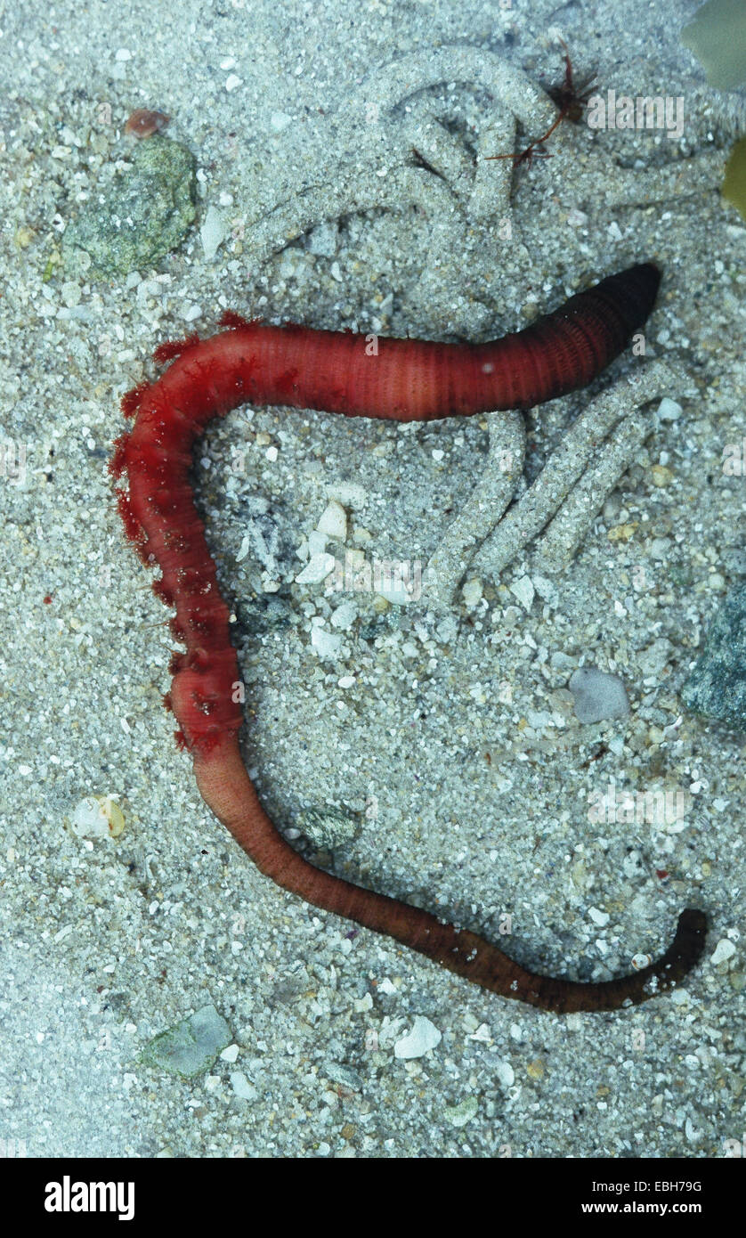 Aletta europea worm, blow aggetto (Arenicola marina), con escreto sabbia. Foto Stock