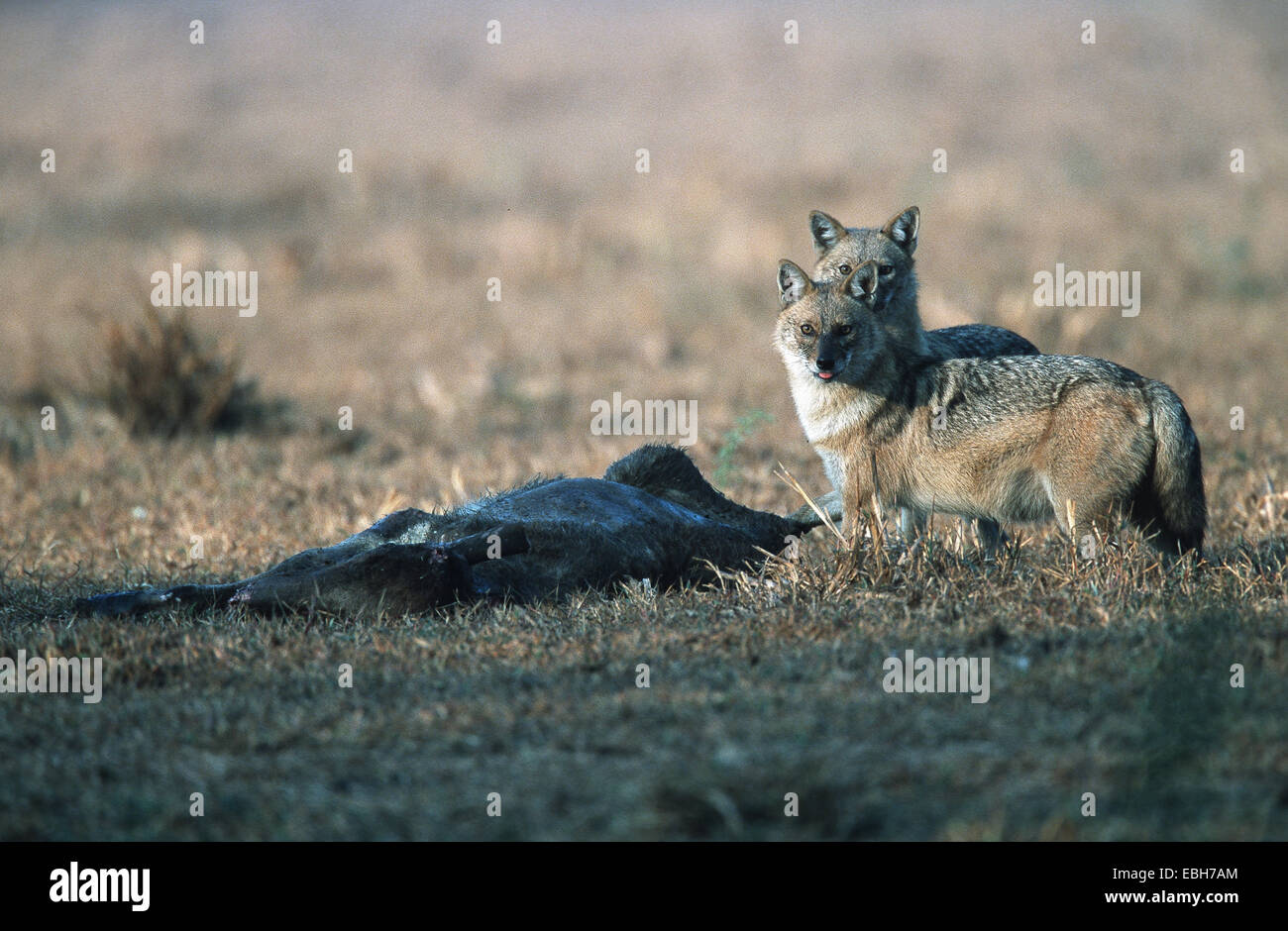 Jackal comune (Canis aureus), Adulto ad una carcassa. Foto Stock