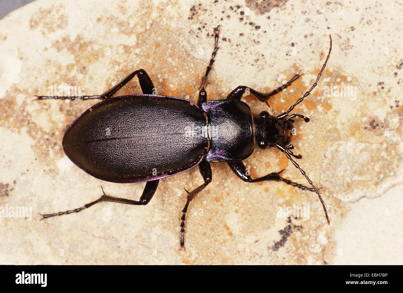 Massa viola beetle (Carabus tendente al violaceo). Foto Stock