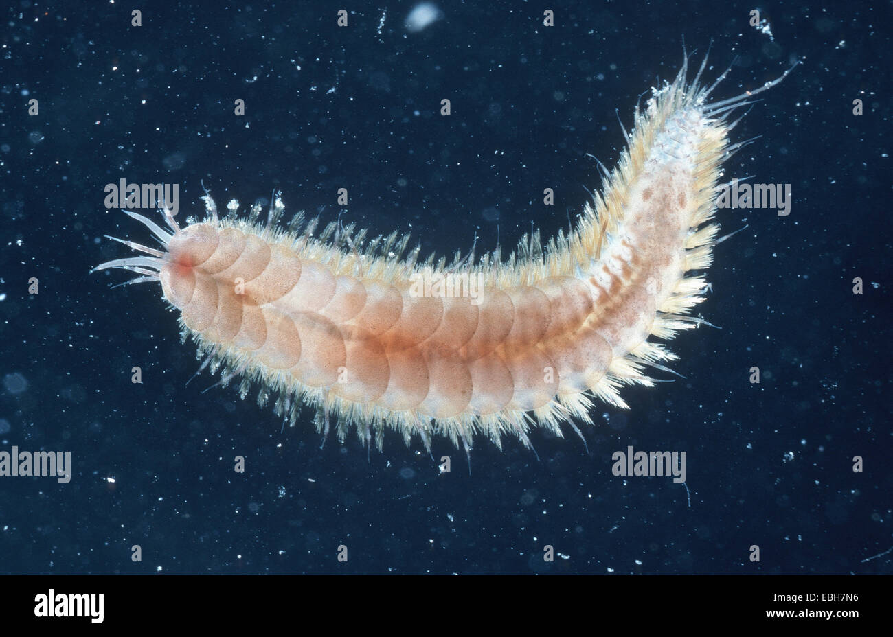 Worm (Lagisca extenuata). Foto Stock