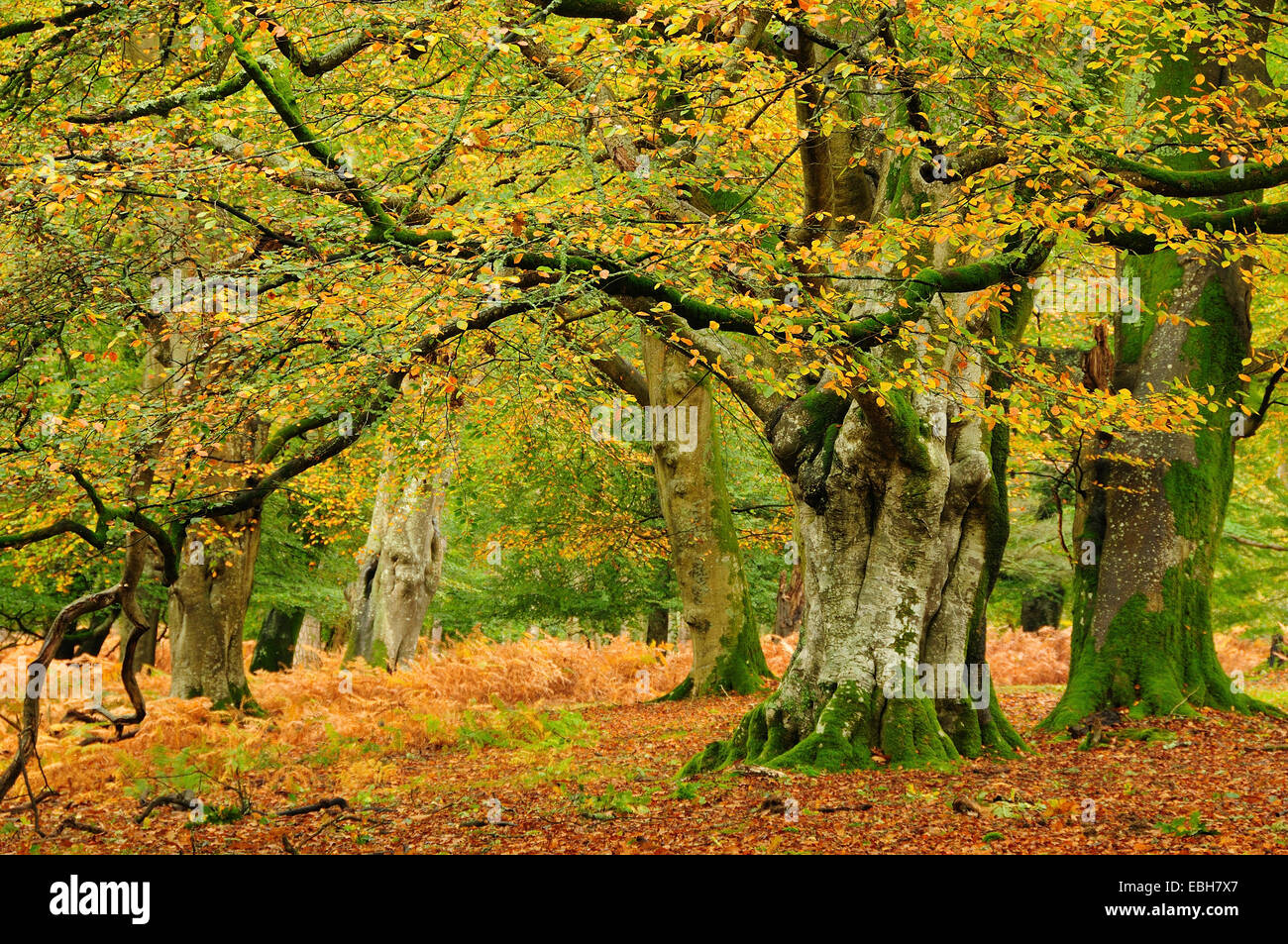 Contrassegnare legno di frassino, New Forest, Hampshire, Regno Unito. Autunno Foto Stock