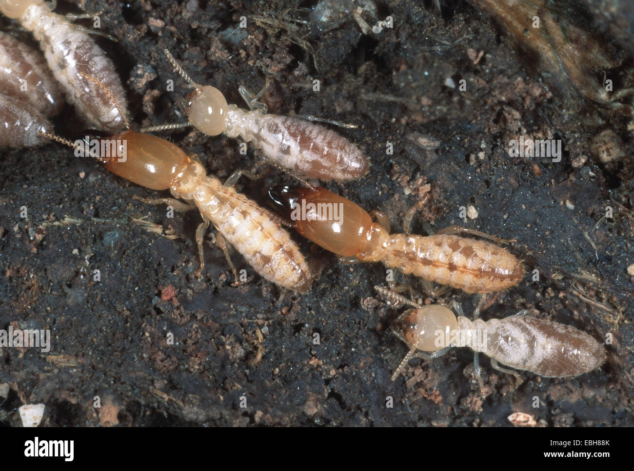 termiti. Foto Stock