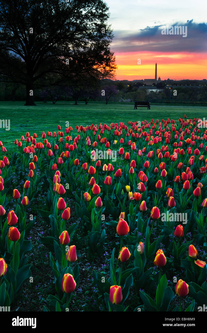 Vista al tramonto del Monumento di Washington a distanza con i tulipani in primo piano. Foto Stock
