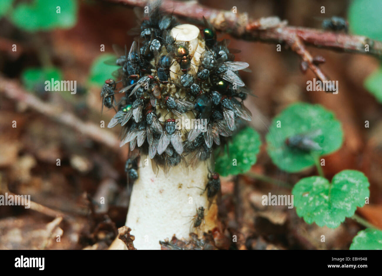 Stinkhorn (Phallus impudicus), corpo fruttifero con attrarre vola Foto Stock