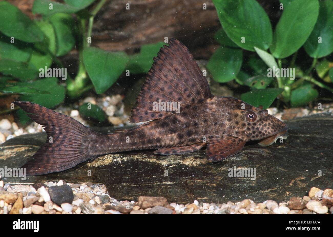 (Cochliodon spec.). Foto Stock