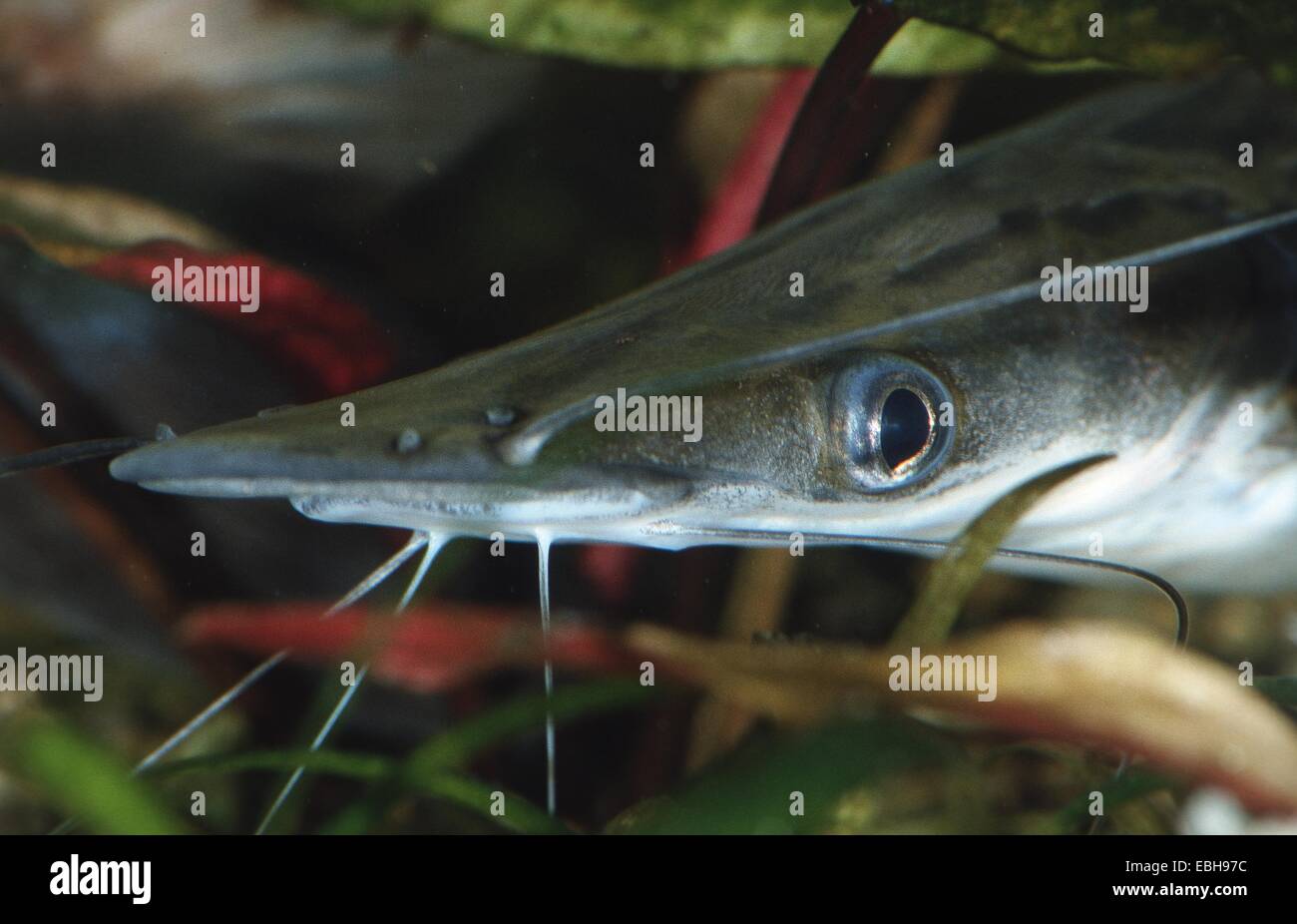 Cucharon, pala-becchi catfish, la pala caricatrice motorizzata catfish (Sorubim lima). Foto Stock