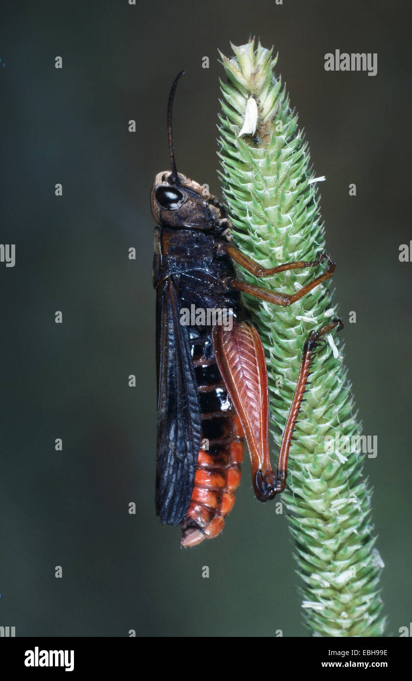 Grasshopper (Omocestus ventralis). Foto Stock