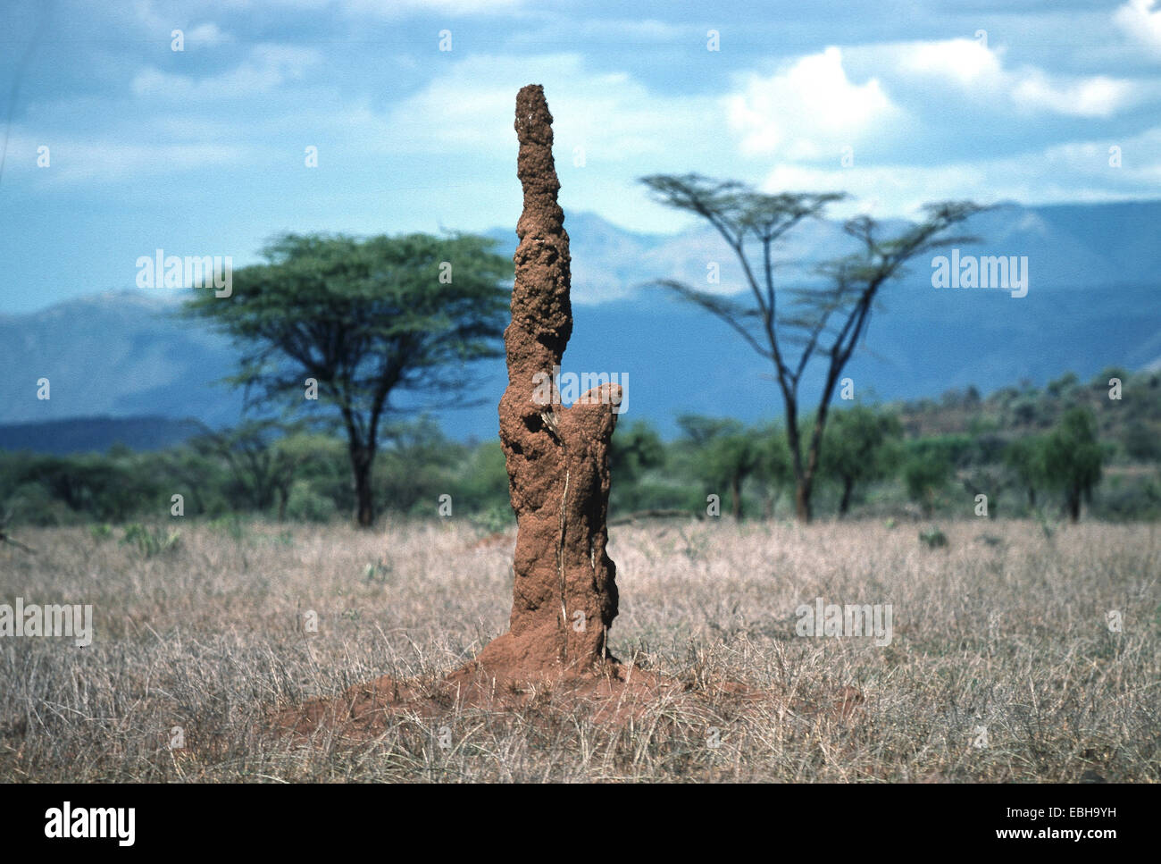 collina della termite. Foto Stock