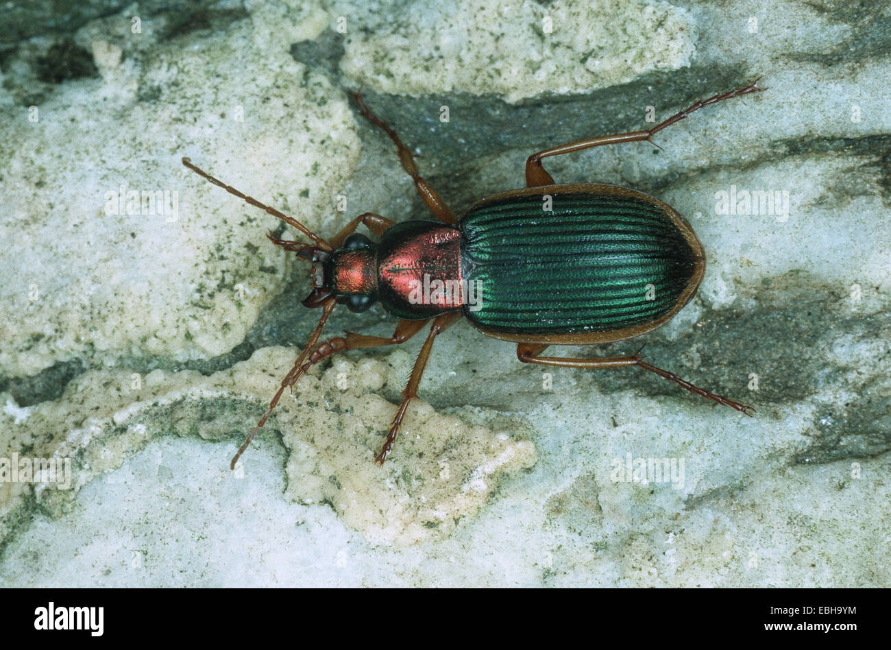 Coleottero di massa (Chlaenius vestivus). Foto Stock