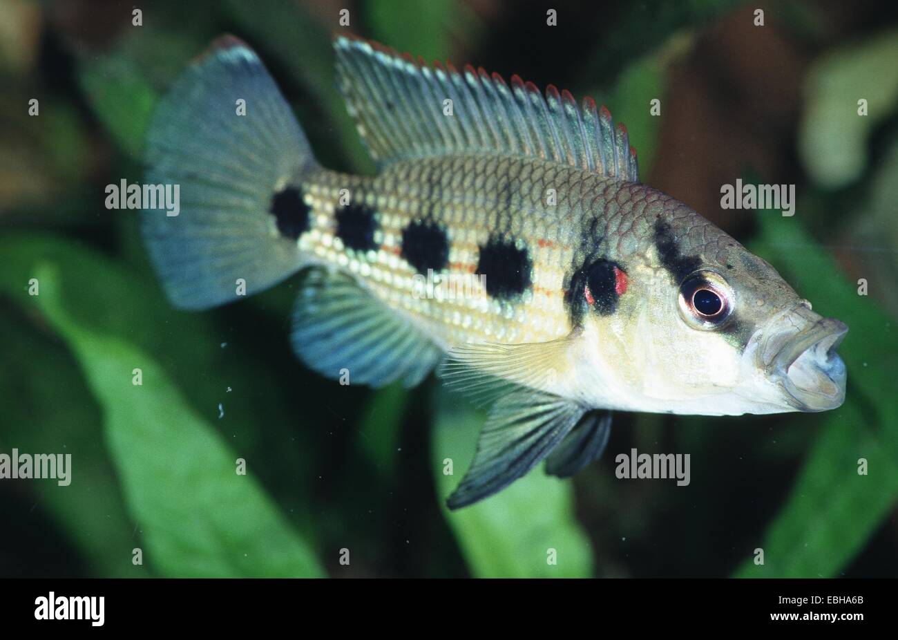 Hemichromis allungato, gioiello Five-Spot Pesci, nastrati Jewelfish (Hemichromis elongatus). Foto Stock