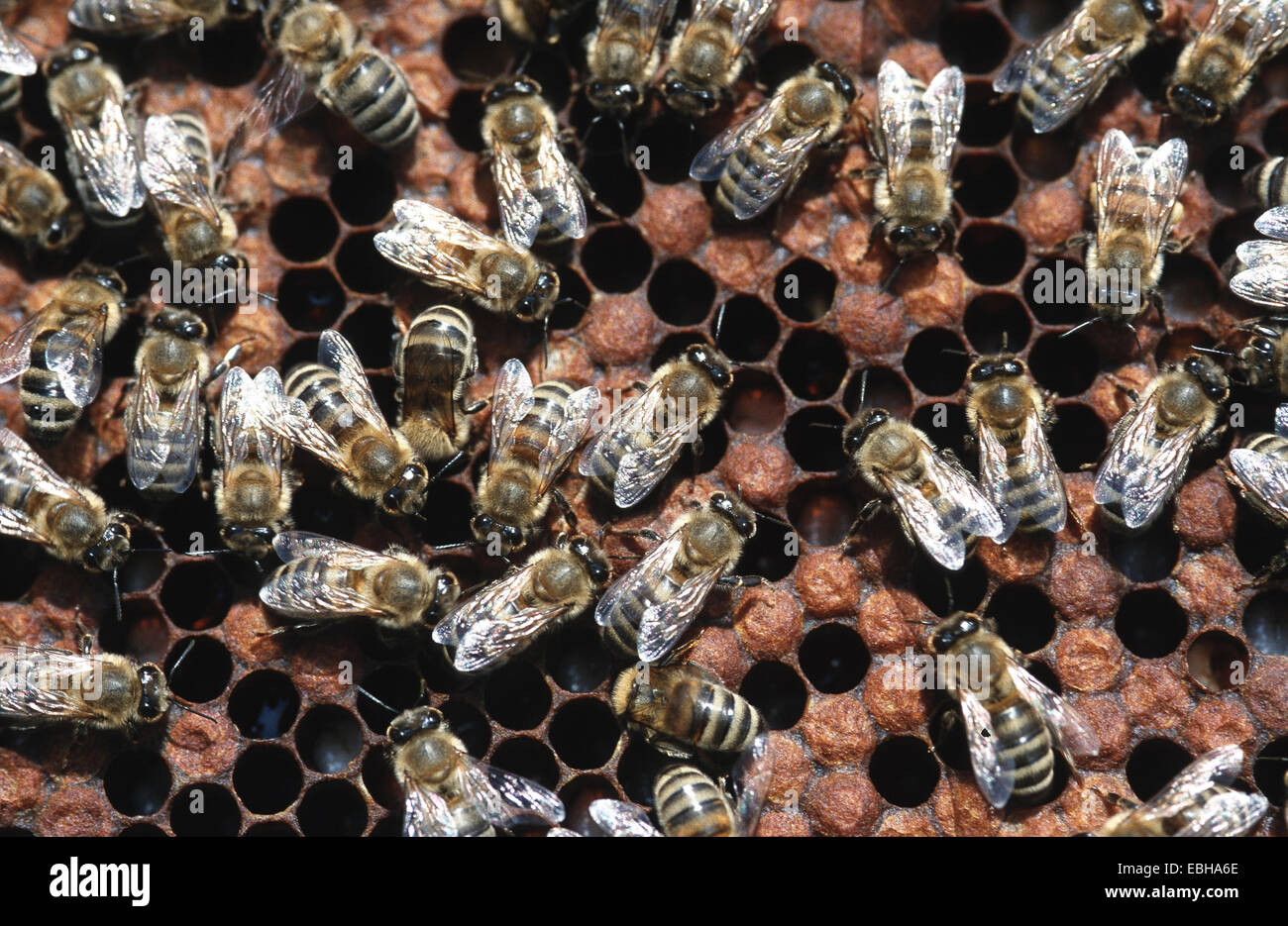 Il miele delle api (Apis mellifera), i lavoratori su favi. Foto Stock