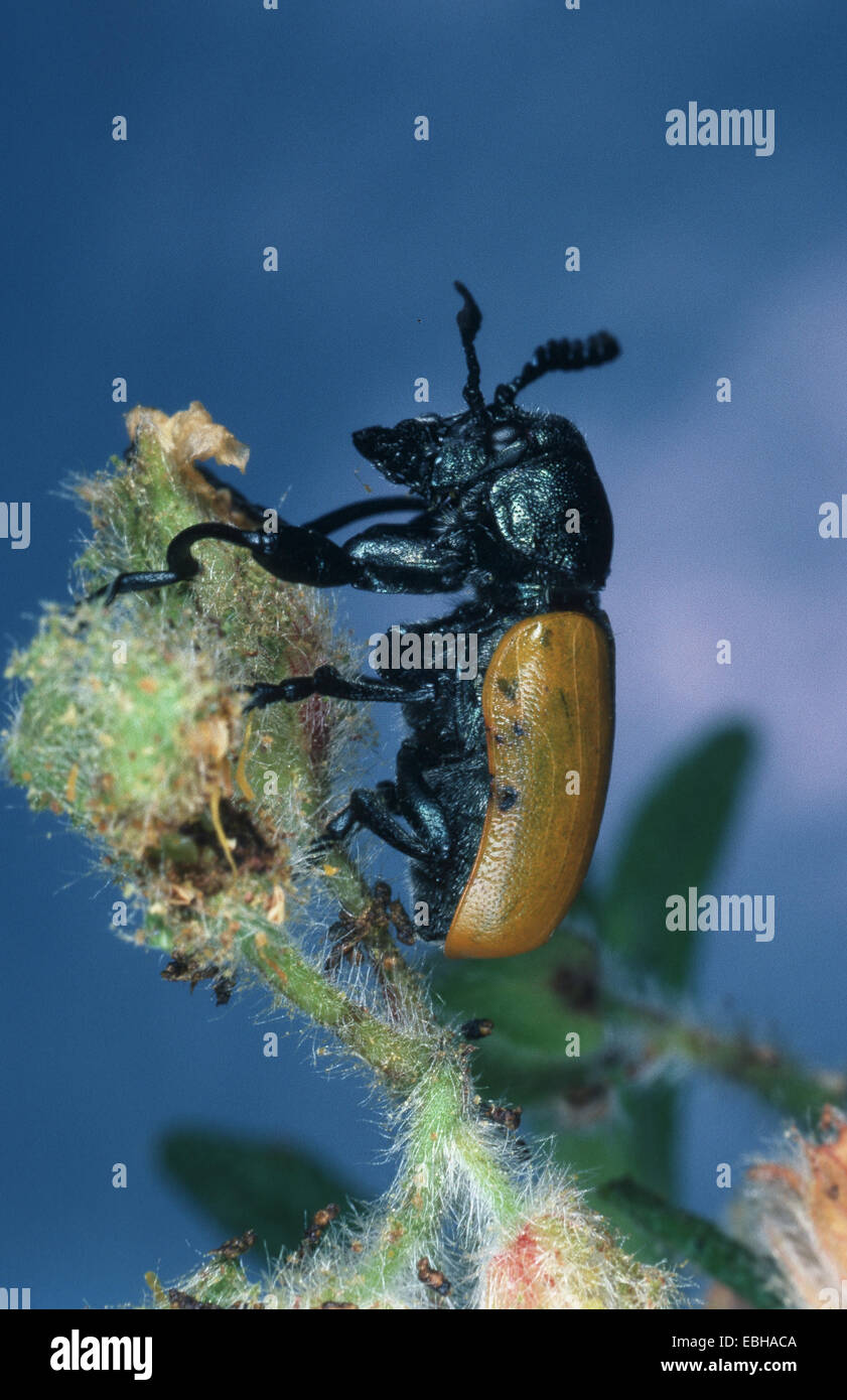 Beetle (Labidostomis taxicornis). Foto Stock