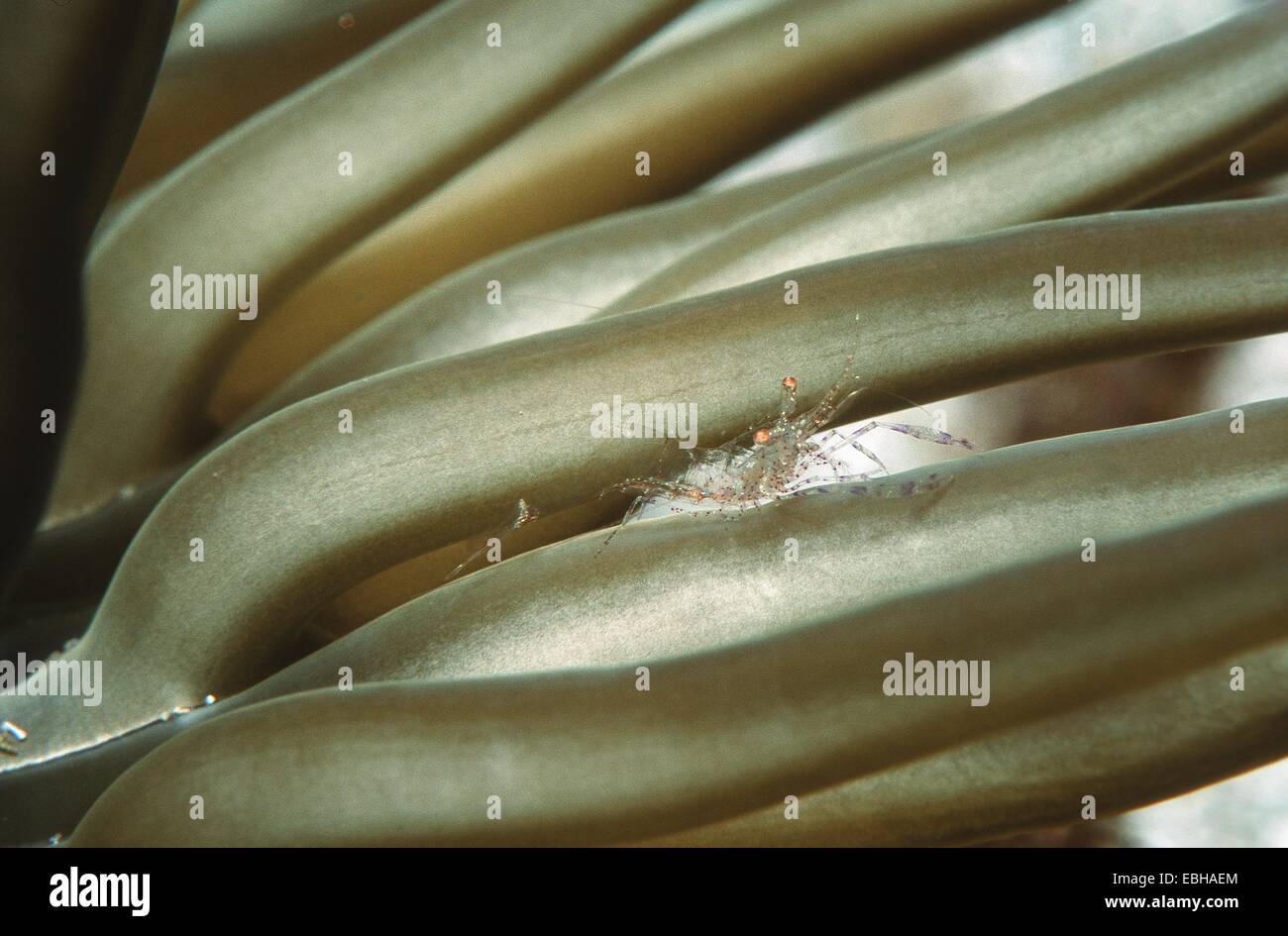 Chiazzato di cernia, camuffamento di cernia con anemone dorato, sabbia dorata (anemone Periclimenes scriptus, Condylactis aurantiaca). Foto Stock