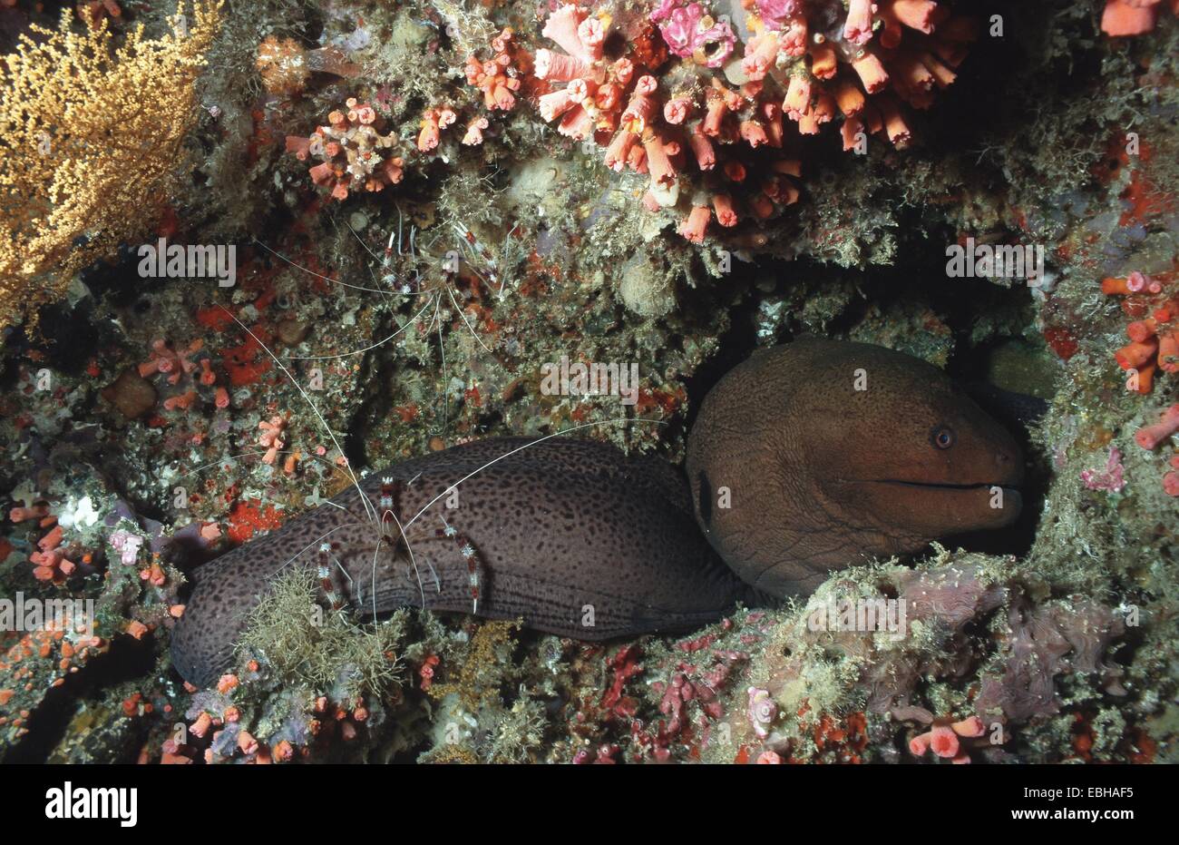 Nastrare il corallo gamberetti, pulitore a bande di gamberi con la murena gigante (Stenopus hispidus, Gymnothorax javanicus). Foto Stock