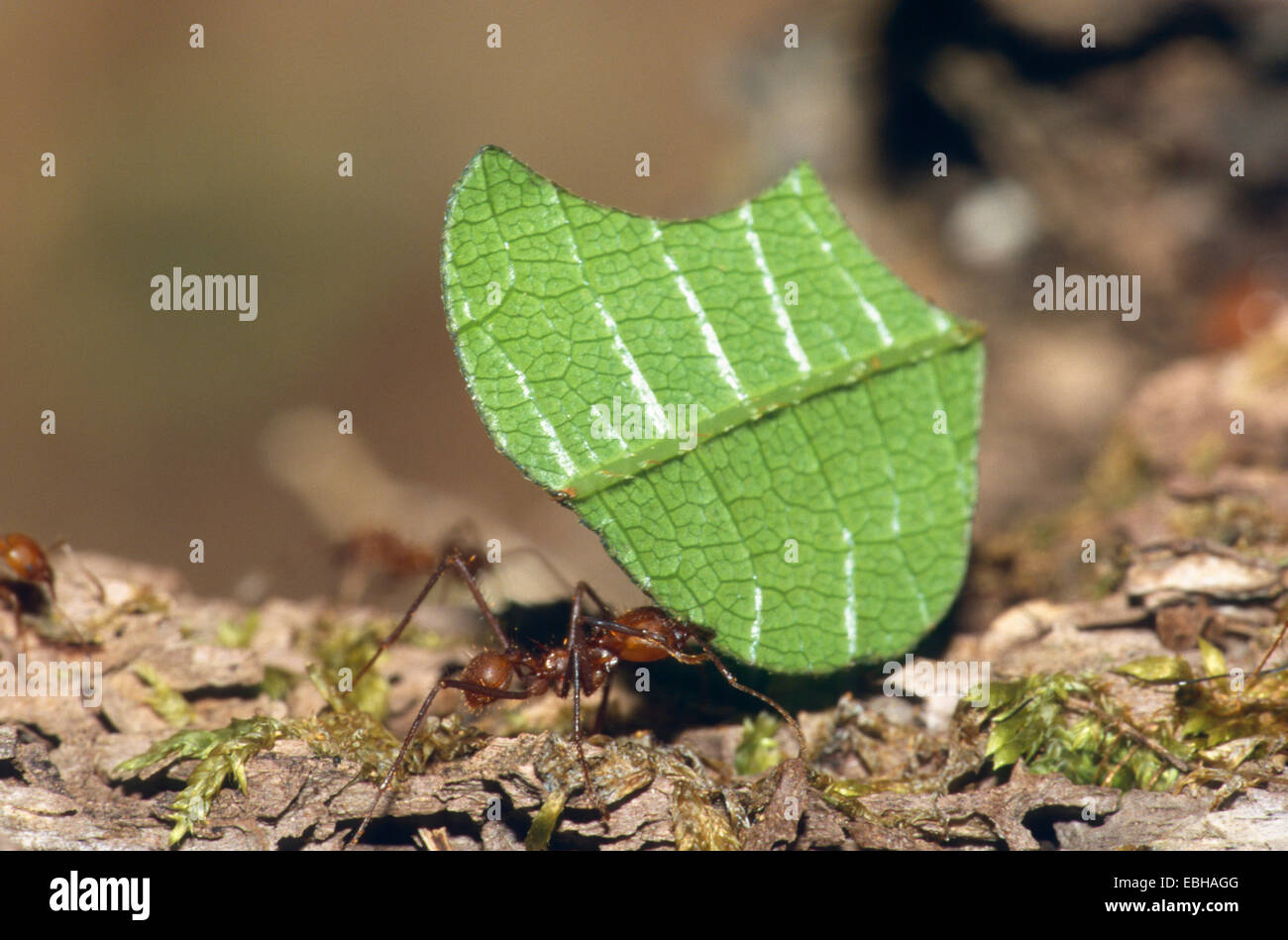 Foglia-taglio ant (Atta cephalotes), porta una pagina. Foto Stock