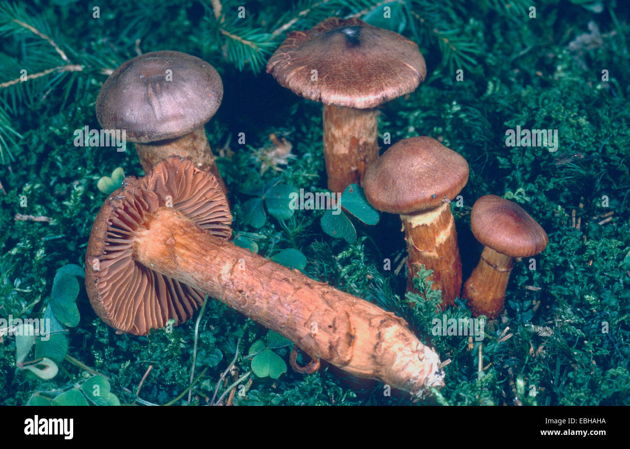 Deadly webcap (Cortinarius rubellus, Cortinarius speciosissimus), Sep 89. Foto Stock