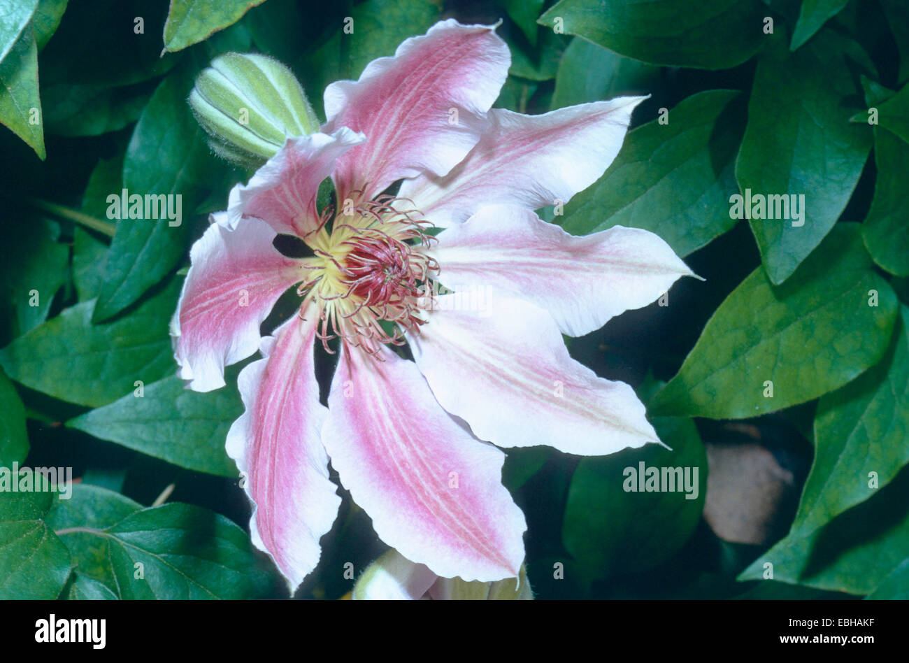 Le vergini-bower (Clematis jackmannii-ibrido), la fioritura. Foto Stock