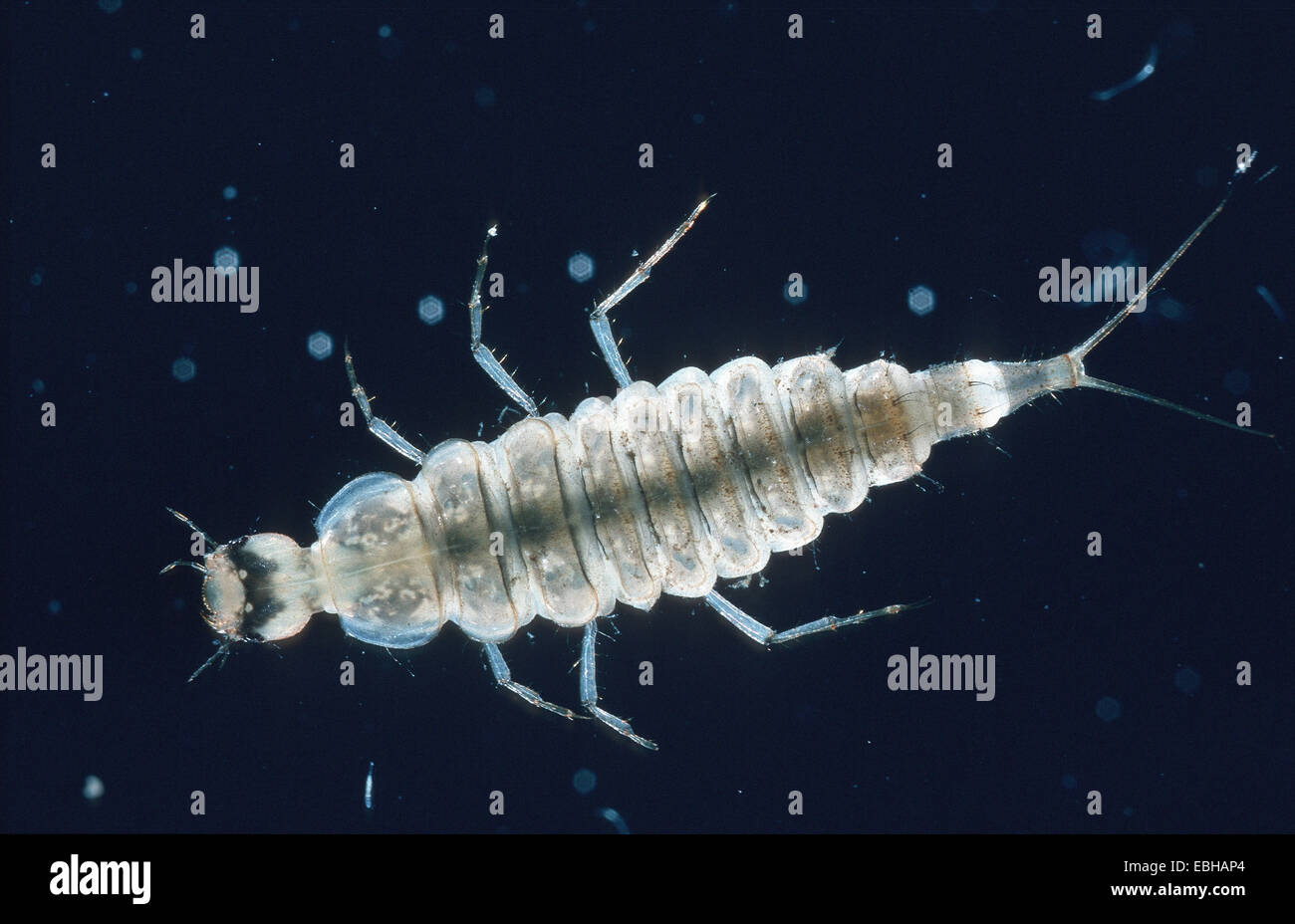 Diving predaceous coleotteri, acqua carnivore beetle (Ilybius spec.), larva. Foto Stock