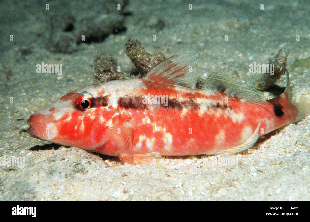 Pesce di capra (Parupeneus macronema). Foto Stock Pesce di capra (Parupeneus macronema). Foto Stock