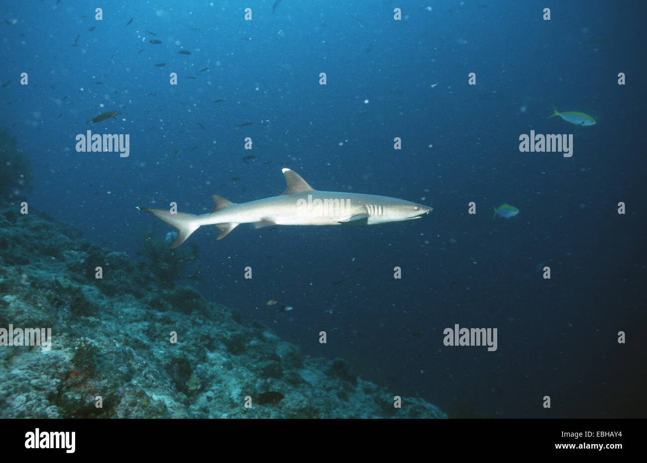 Blunthead shark, whitetip reef shark (Triaenodon obesus). Foto Stock