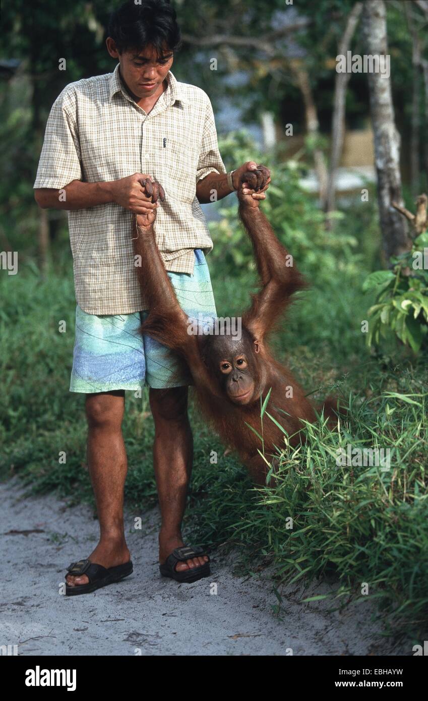 (Orangutan Pongo pygmaeus), in un centro di riabilitazione, con portiere. Foto Stock
