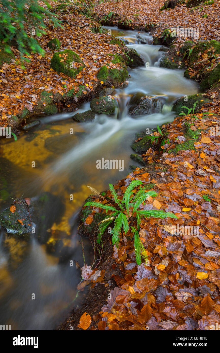 Flusso di bosco nella valle del Wye, nel Galles del Sud. Foto Stock