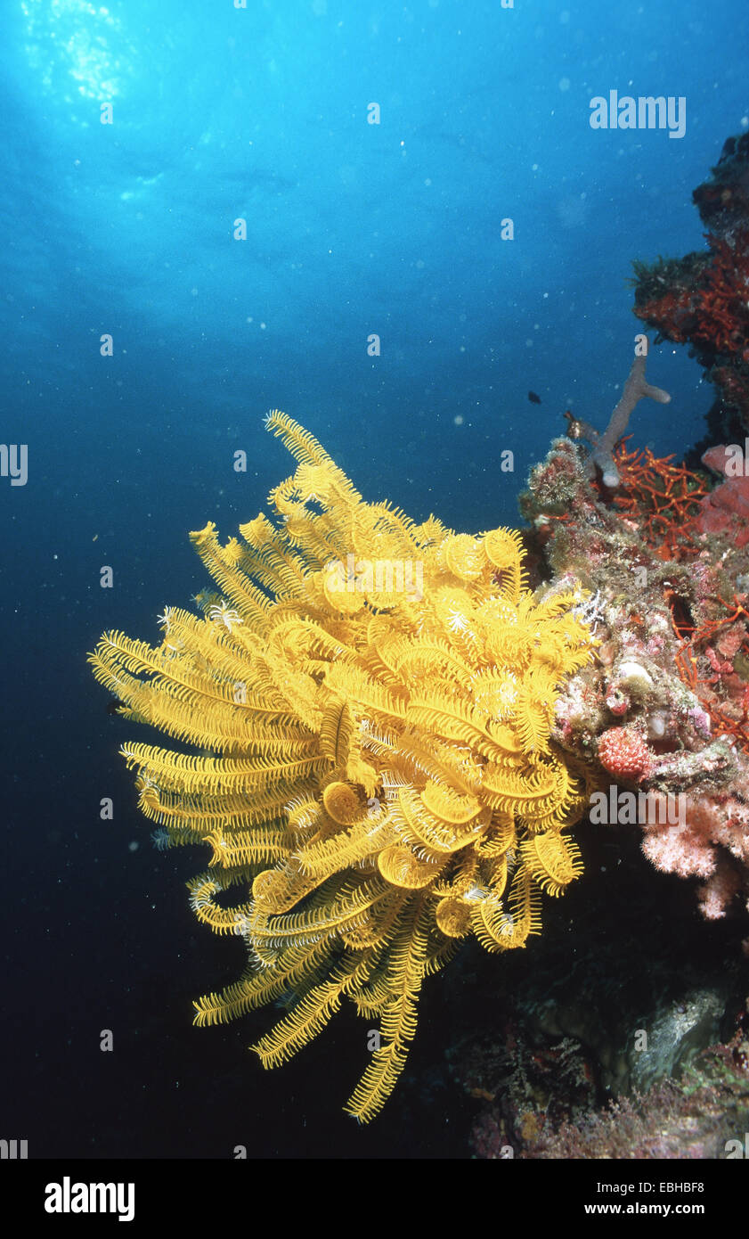 Feather star (Comanthina schlegeli). Foto Stock