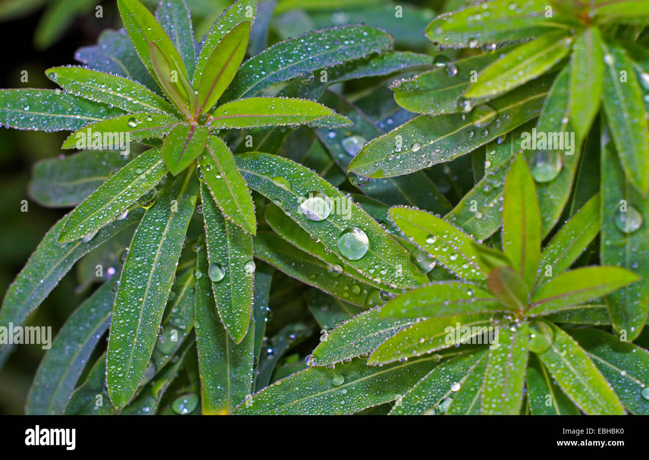 Cuscino (Euforbia Euphorbia polychroma), foglie con gocce di pioggia in autunno Foto Stock