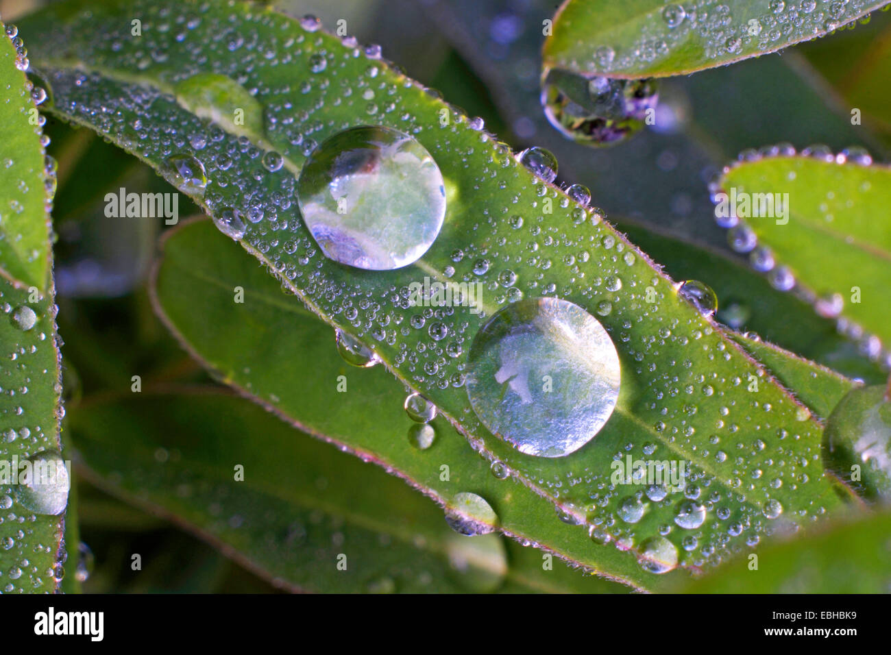 Cuscino (Euforbia Euphorbia polychroma), foglie con gocce di pioggia in autunno Foto Stock