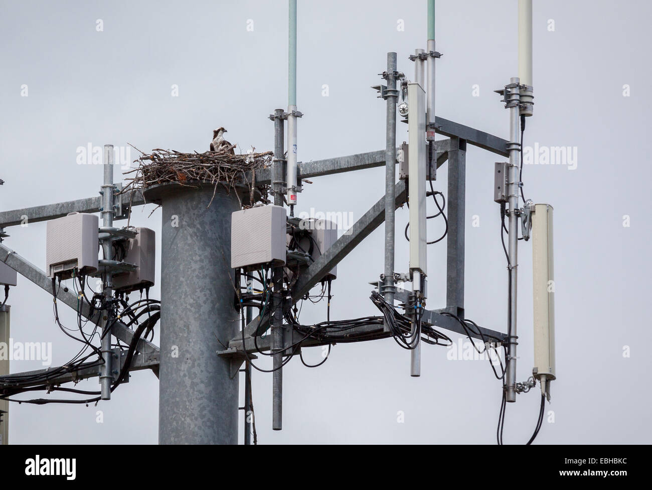 Osprey nido nel traliccio di potenza, British Columbia, Canada, America del Nord. Foto Stock