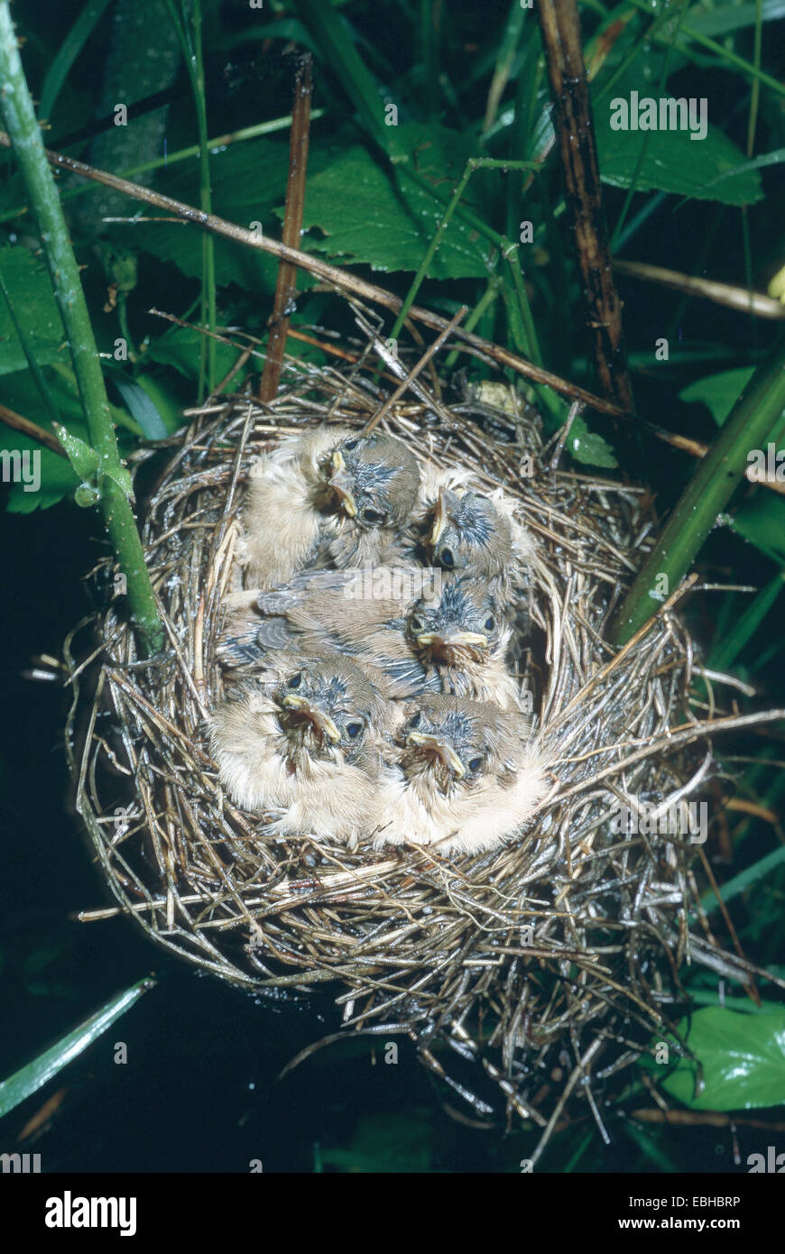 Marsh trillo (Acrocephalus palustris) accattonaggio squeakers nel nido. Foto Stock