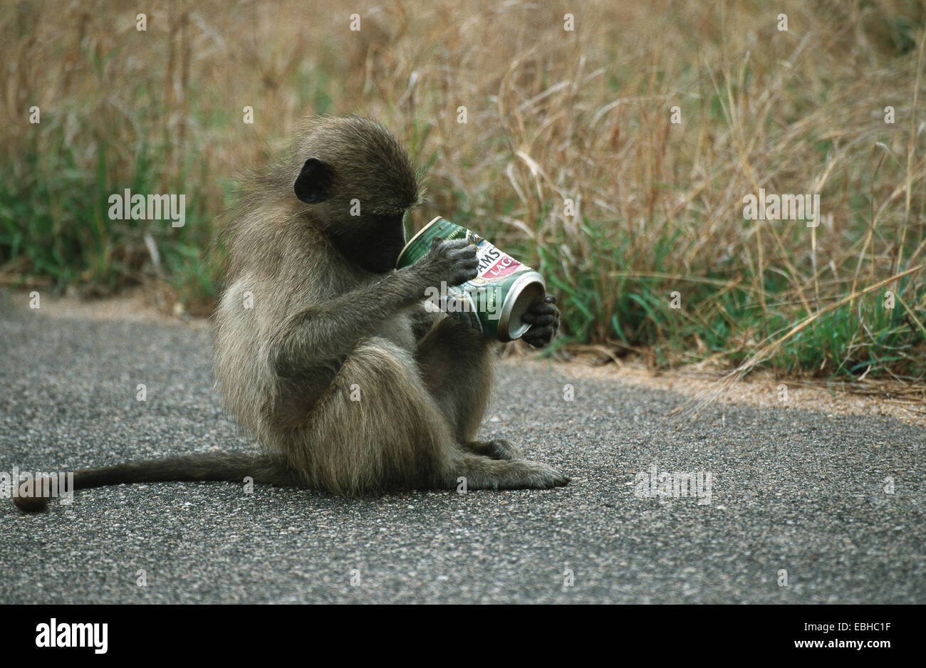Chacma baboon (Papio ursinus), giovane, seduto sulla strada, guardando in una scatola, Okt 01. Foto Stock