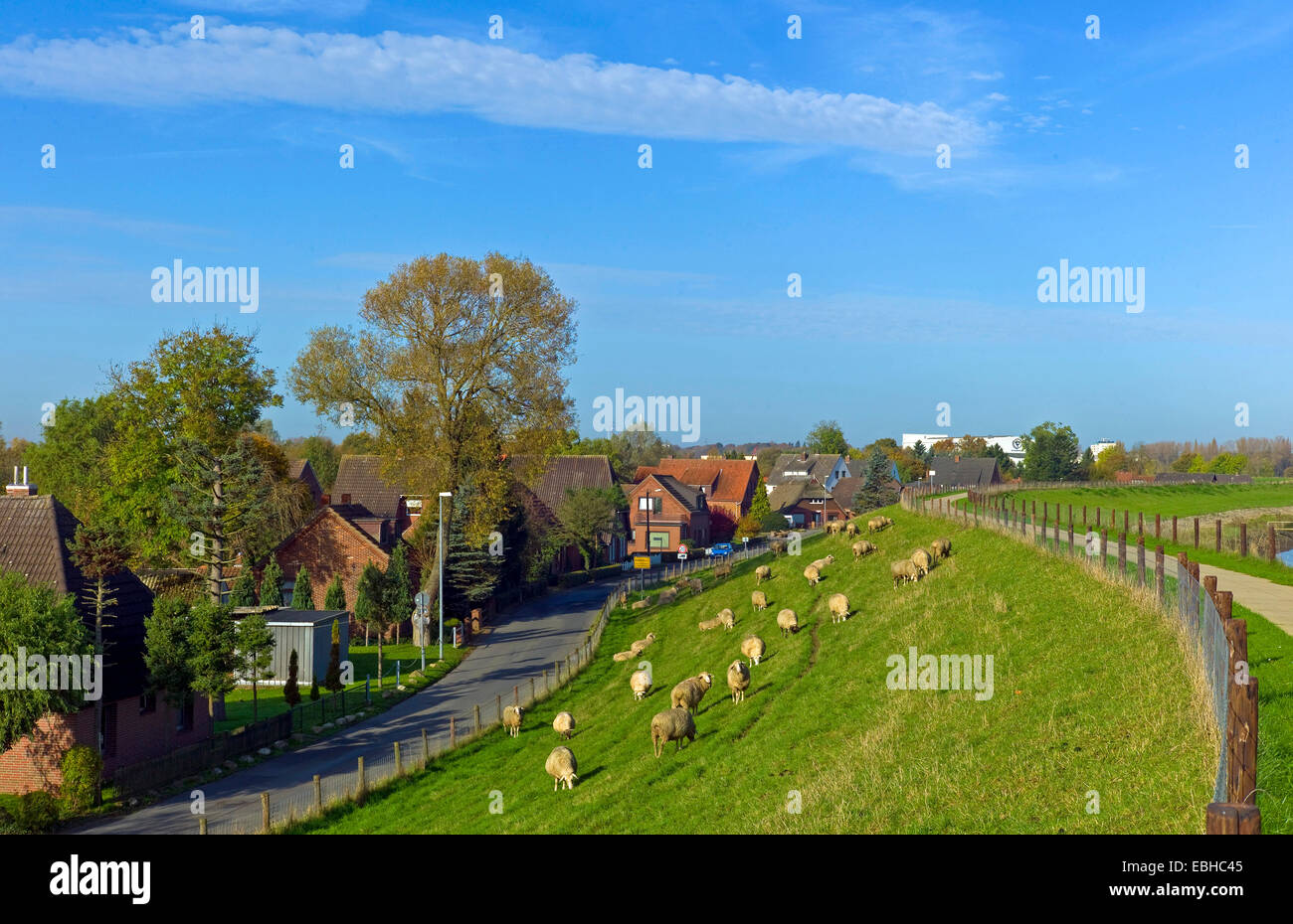 Gli animali domestici delle specie ovina (Ovis ammon f. aries), pecore al pascolo presso la diga di Weser nella contea di Lemwerder Wesermarsch, Germania, Bassa Sassonia Foto Stock