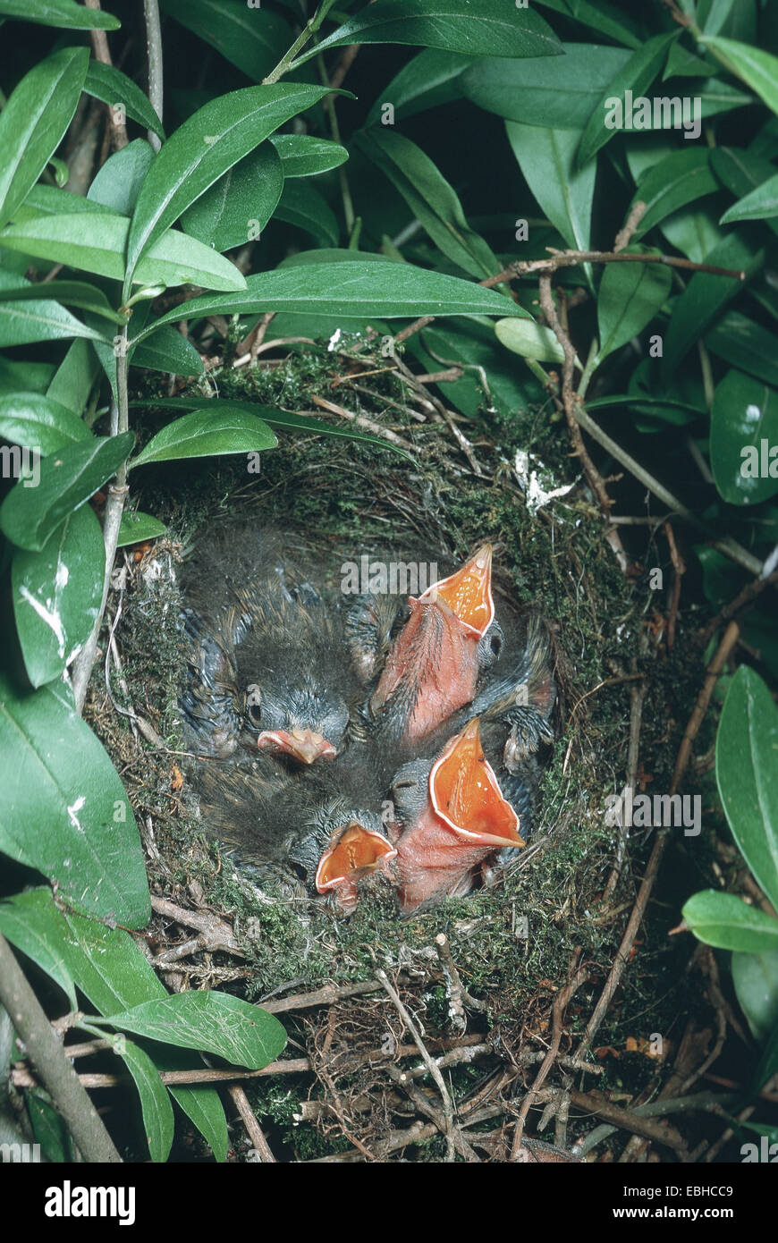 Dunnock (Prunella modularis), di accattonaggio squeakers nel nido. Foto Stock