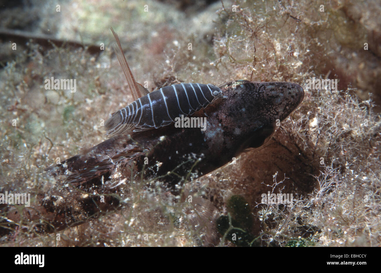 Pidocchio del pesce, pesce parassita isopod (Anilocra sp. oder Nerocila sp.). Foto Stock