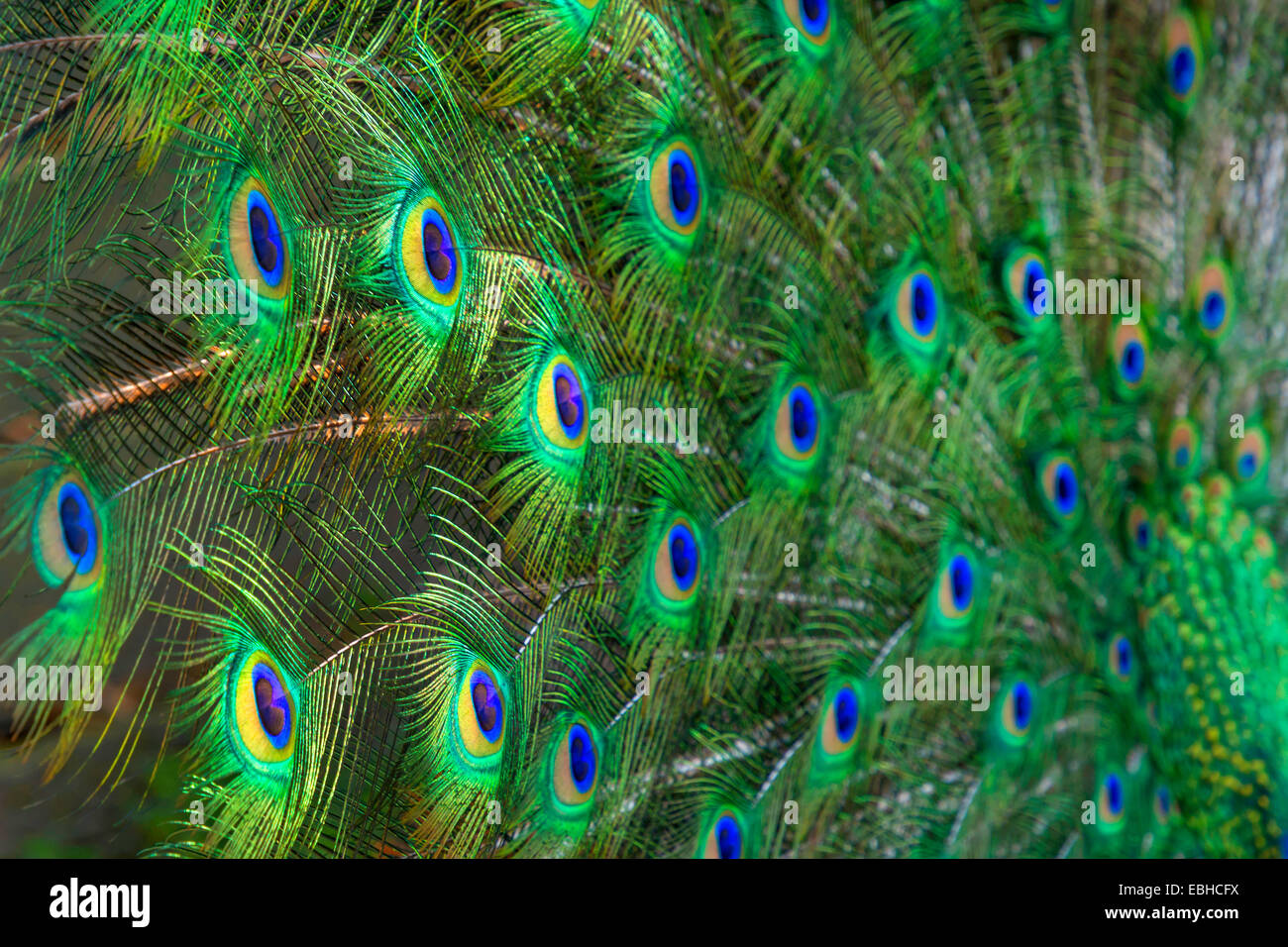 Peafowl comune, peafowl indiano, peafowl blu (Pavo cristatus), peacock timoniere, in Germania, in Renania settentrionale-Vestfalia Foto Stock