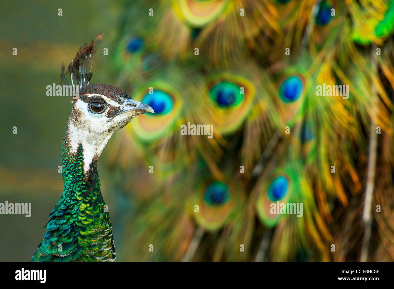 Peafowl comune, peafowl indiano, peafowl blu (Pavo cristatus), peahen nella parte anteriore della splendida piuma di coda, ritratto, in Germania, in Renania settentrionale-Vestfalia Foto Stock
