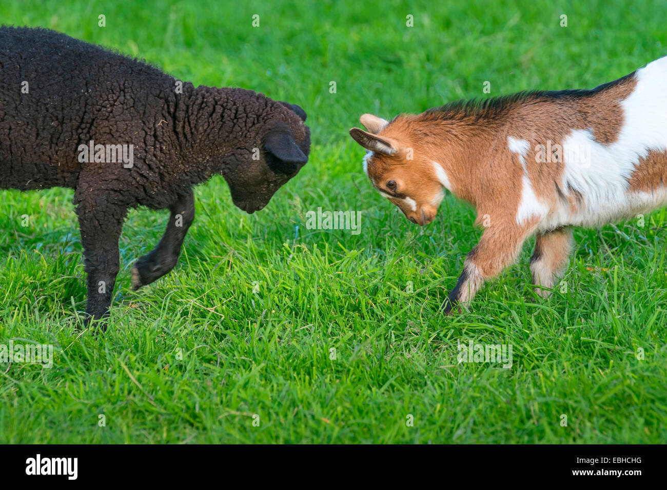 Capra domestica (Capra hircus, Capra aegagrus f. hircus), capretto e di agnello giocare insieme, in Germania, in Renania settentrionale-Vestfalia Foto Stock