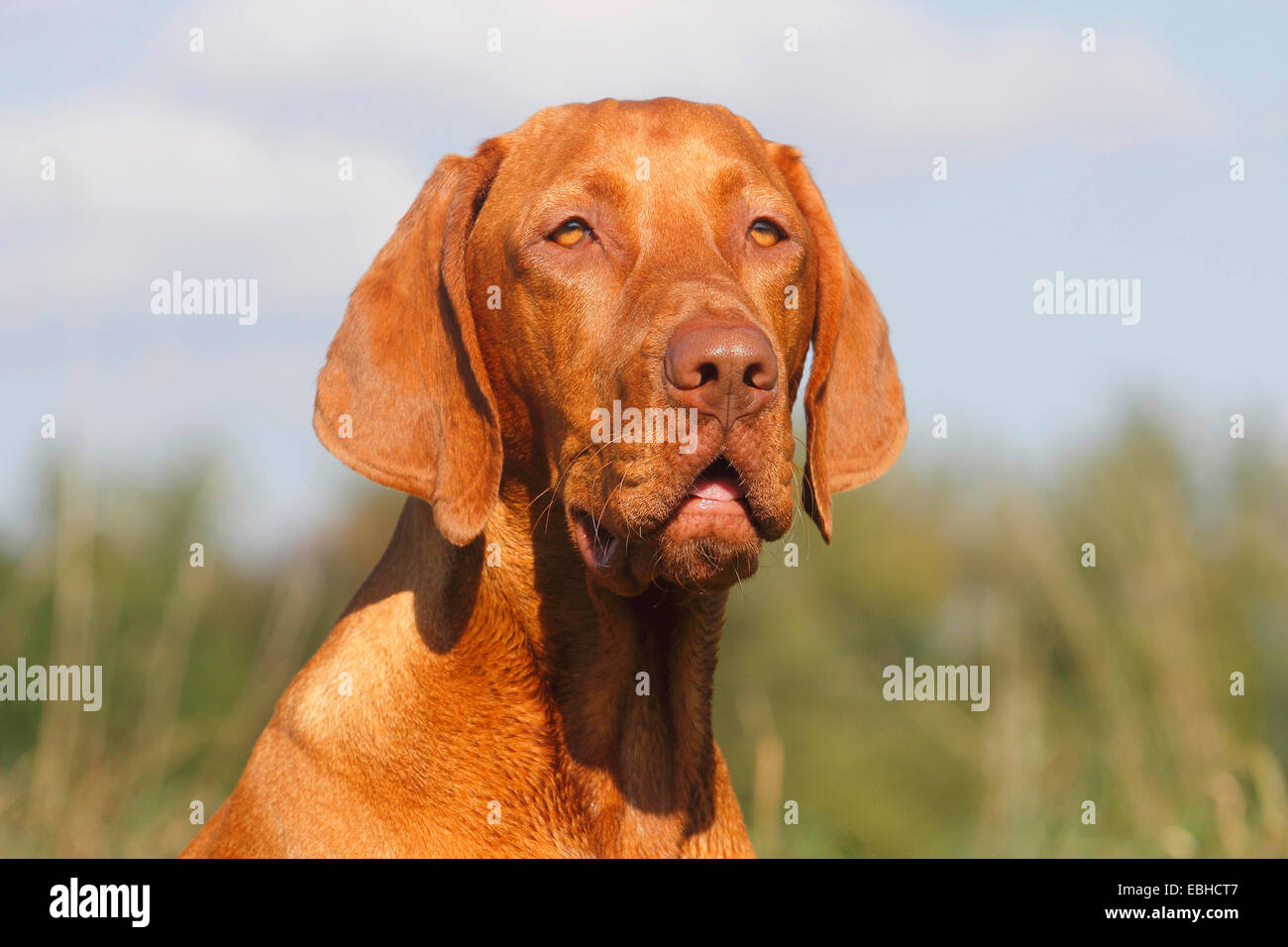 Ungherese a pelo corto cane di puntamento, Magyar Vizsla (Canis lupus f. familiaris), il ritratto di sedici mesi vecchio cane maschio Foto Stock