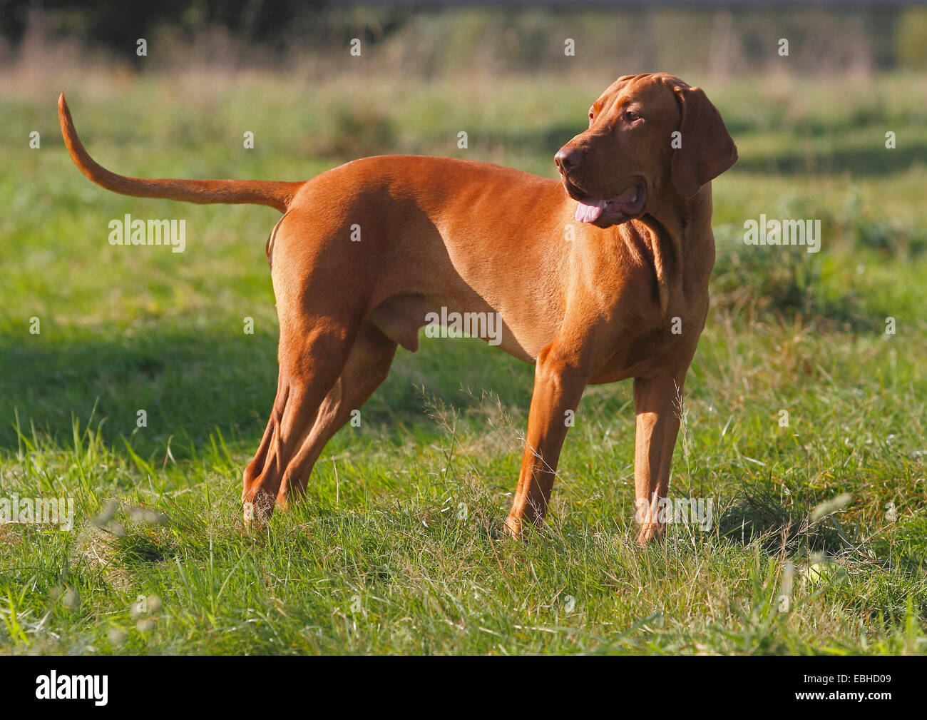 Ungherese a pelo corto cane di puntamento, Magyar Vizsla (Canis lupus f. familiaris), sedici mesi vecchio cane maschio in piedi in un prato Foto Stock