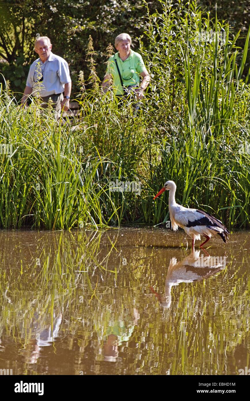 Cicogna bianca (Ciconia ciconia), la vecchia coppia watchinga cicogna bianca in uno stagno, in Germania, in Renania settentrionale-Vestfalia Foto Stock