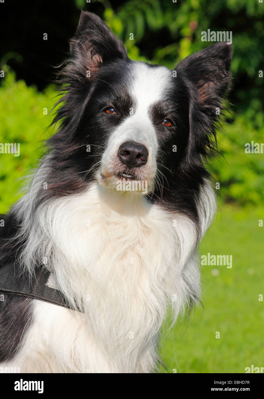 Border Collie (Canis lupus f. familiaris), undici anni vecchio cane maschio, ritratto, Germania Foto Stock