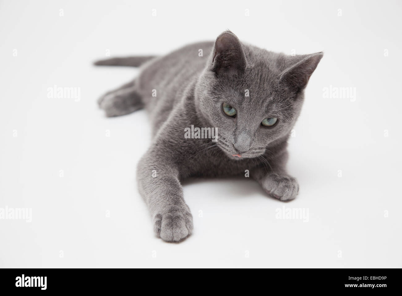 Ritratto in studio di allarme blu russo gattino giacente sulla parte anteriore Foto Stock