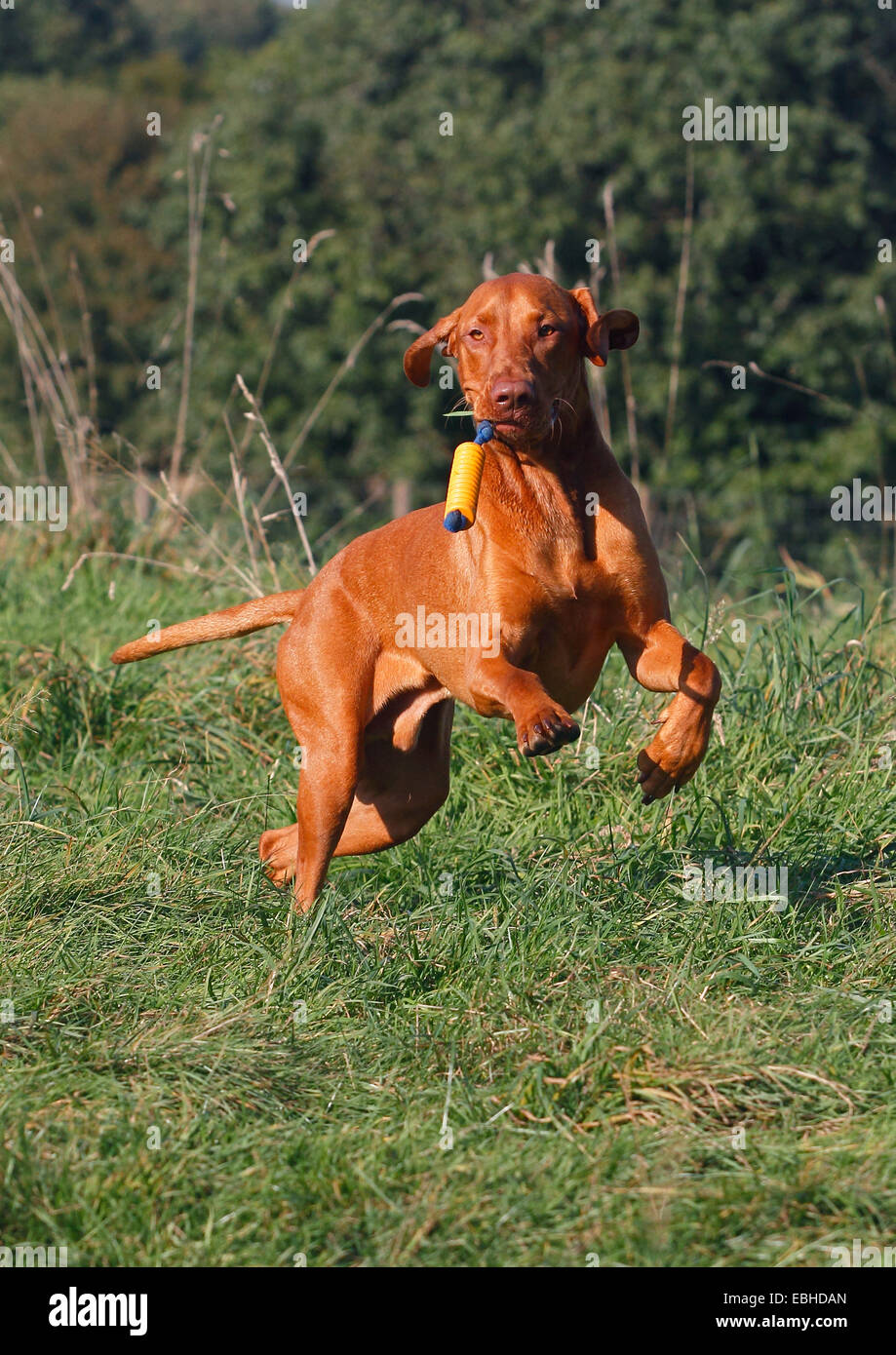 Ungherese a pelo corto cane di puntamento, Magyar Vizsla (Canis lupus f. familiaris), sedici mesi maschio romping del cane con un cane giocattolo in un prato Foto Stock