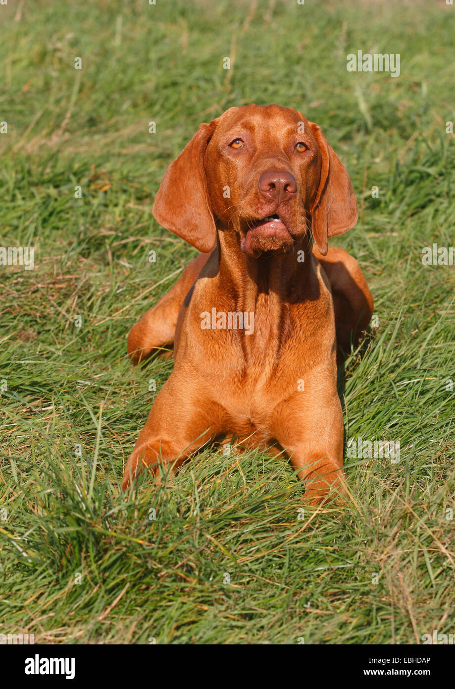 Ungherese a pelo corto cane di puntamento, Magyar Vizsla (Canis lupus f. familiaris), sedici mesi vecchio cane maschio giacente in un prato Foto Stock