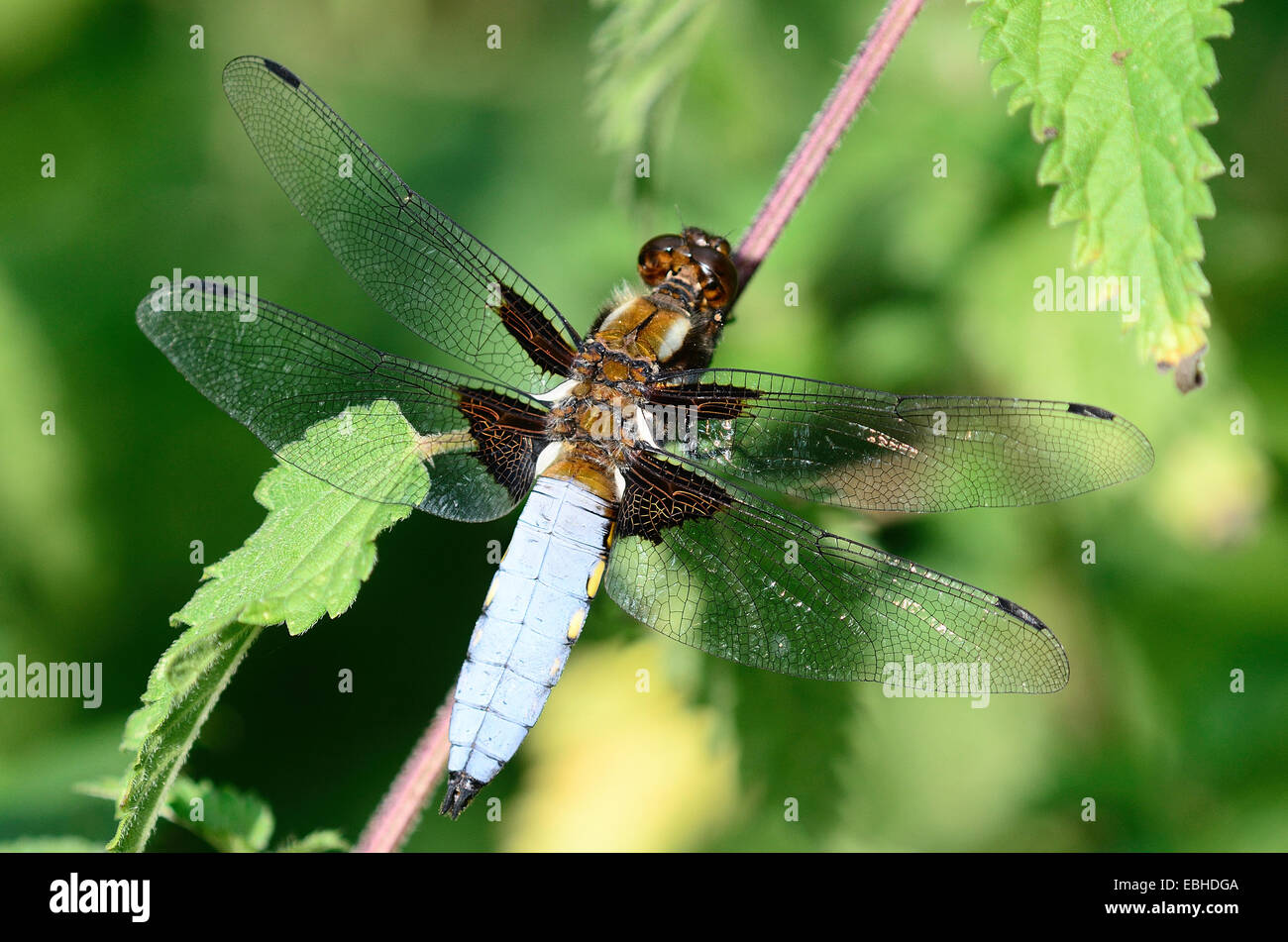 Ampio maschio corposo chaser dragonfly a riposo. Foto Stock