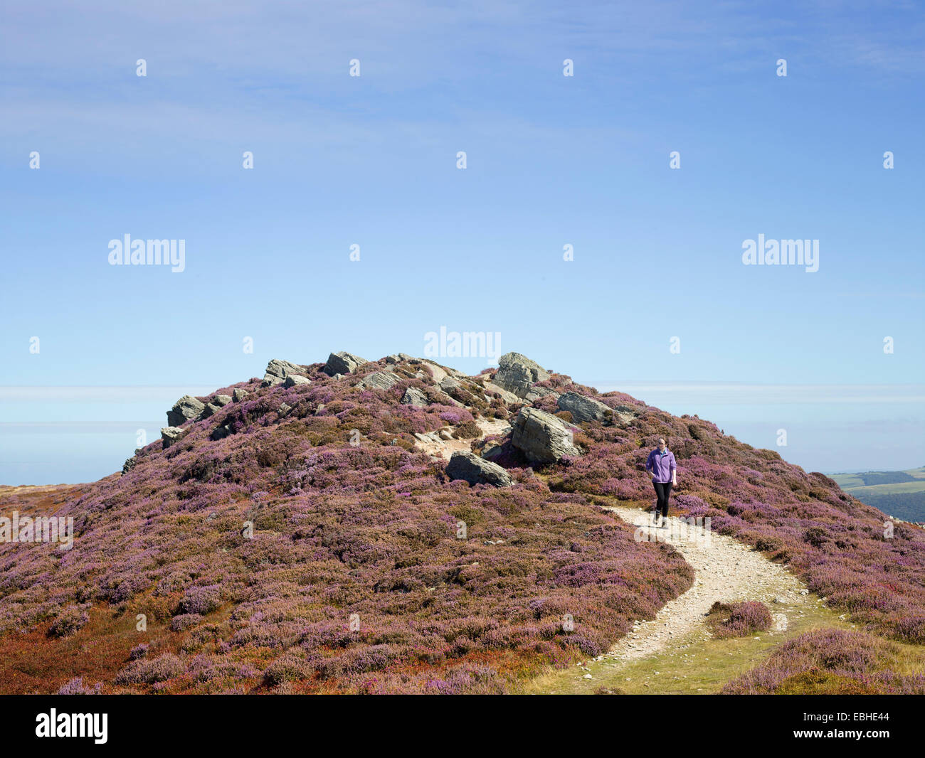 Walker in heather paesaggio, Conwy Mountain, il Galles del Nord Foto Stock
