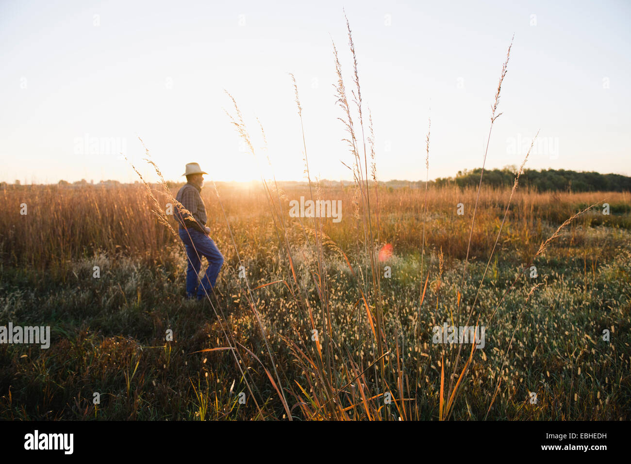 Agricoltore maschile senior che attraversa il campo al crepuscolo, Plattsburg, Missouri, Stati Uniti Foto Stock