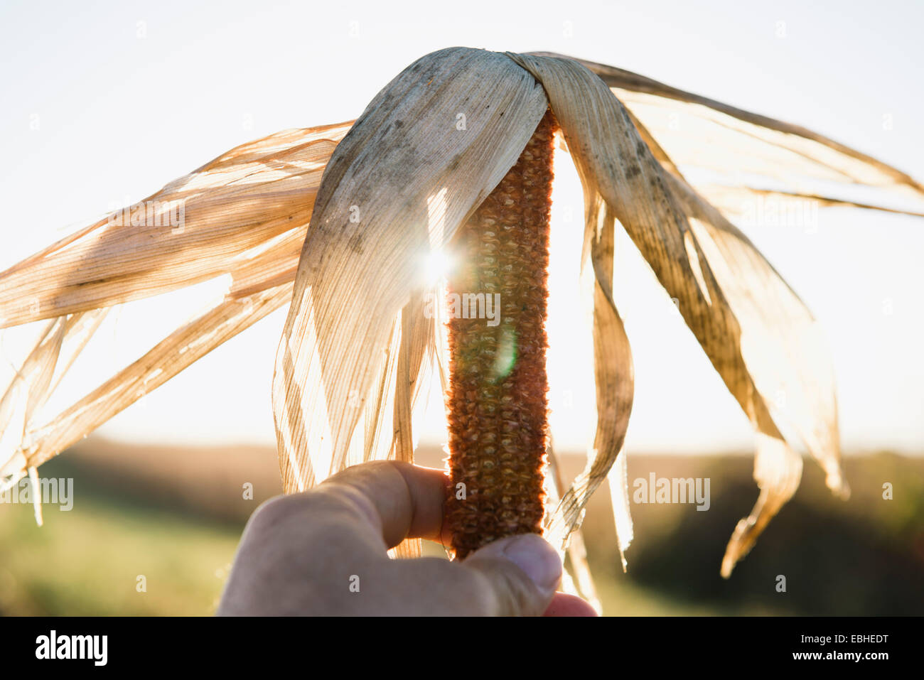 Close up dei maschi di agricoltori mano azienda essiccato di tutoli di mais nel campo Foto Stock